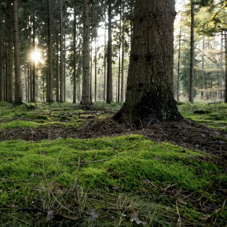 Ilmaiset kotisivut luontohankkeille – suomalainen metsä